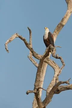 The African Fish Eagle Foto stock