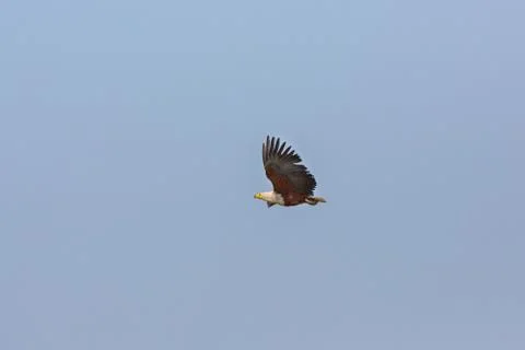 The African Fish Eagle Stock Photos