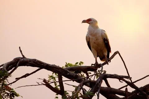 African fish eagle Stock Photos