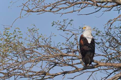 African fish eagle Stock Photos