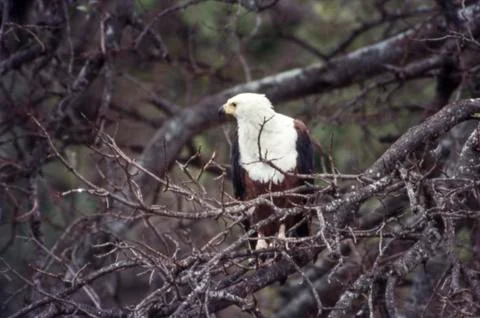 African Fish Eagle Stock Photos