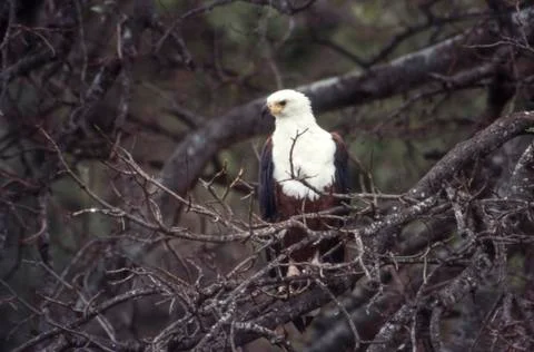 African Fish Eagle Stock Photos