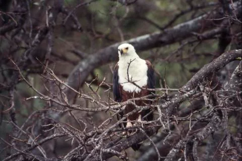 African Fish Eagle Stock Photos