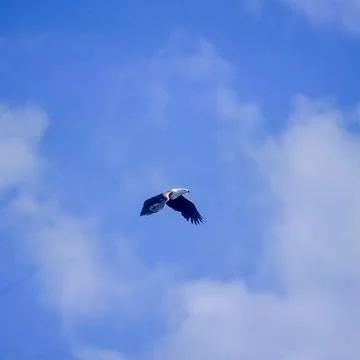African Fish Eagle Stock Photos
