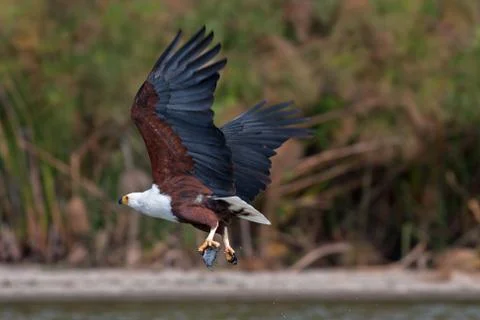 African Fish Eagle Stock Photos