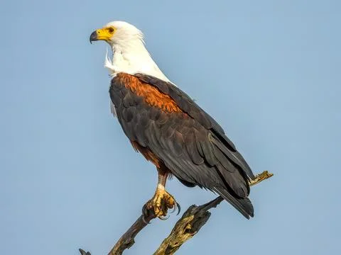 African fish eagle Stock Photos