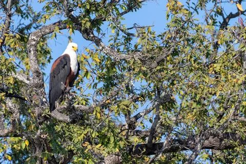 African Fish Eagle Stock Photos