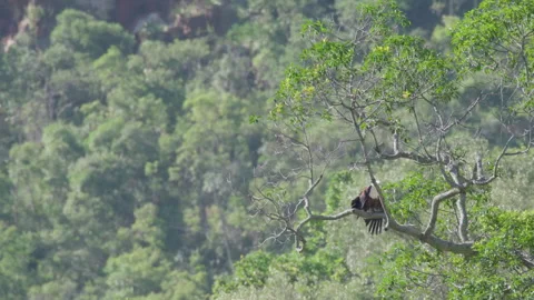 African Fish Eagle Prepares to Take Flight Slow Motion in Tree Stock Footage 277115659