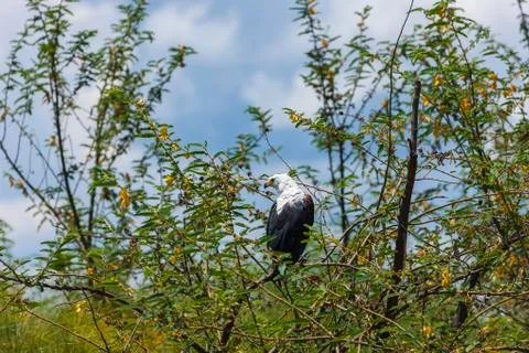 African Fish Eagle resting in a tree at Lake Hago Stock Photos
