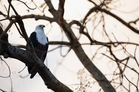 African Fish Eagle Silhouette at Dramatic Sunset Fotos de archivo
