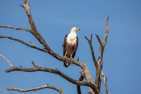 African Fish Eagle Sitting In Dead Tree. The Okavango Delta, Botswana. Stock Photos