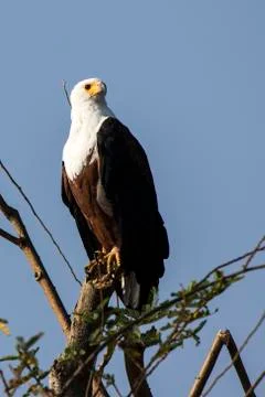 African fish eagle sitting on a dry tree branch on the shore of Lake Victoria Stock Photos