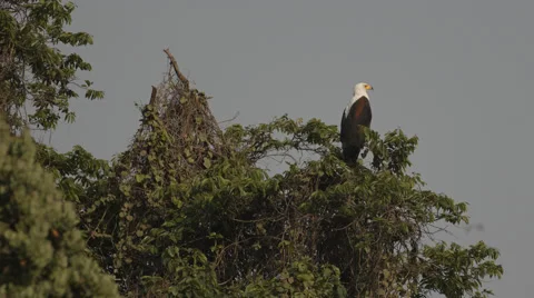 An African Fish Eagle sitting in a tree looking around Stock Footage 54056916