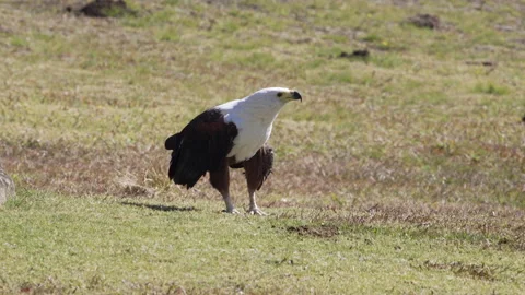 An African fish-eagle is standing and calling. Stock Footage 202653379