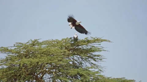 African Fish Eagle Takeoff From Acacia Tree Stock Footage 327690636