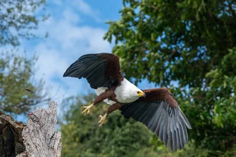 African Fish Eagle taking flight from a perch near the shore of the Chobe Riv Stock Photos