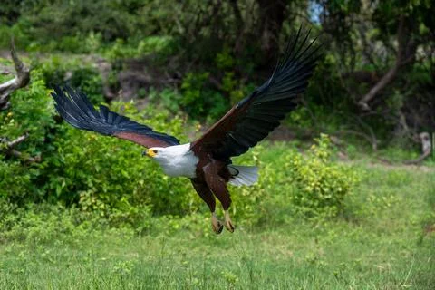 African Fish Eagle taking flight from a perch near the shore of the Chobe Riv Stock Photos
