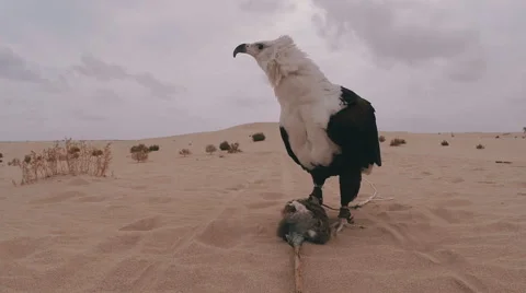 African Fish Eagle on training lure being picked up by falconer Vídeo Stock 53844903