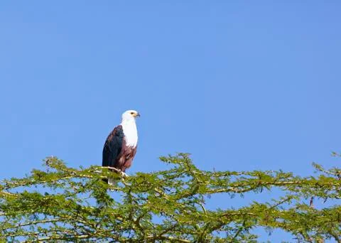 African fish eagle on a tree at lake naivasha, kenya Photos