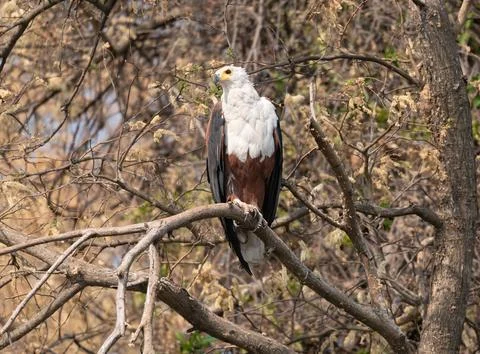 African Fish Eagle in a tree by river the Okkavango - Cubango river in Botswana Stock Photos