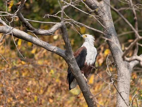 African Fish Eagle in a tree by river the Okkavango - Cubango river in Botswana Stock Photos