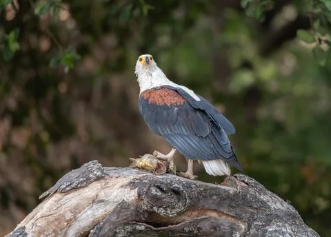 African Fish Eagle in a tree by river the Okkavango - Cubango river in Botswana Stock Photos