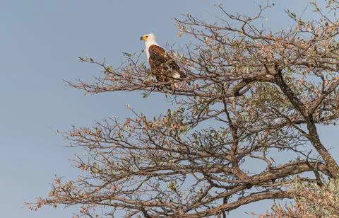 African Fish Eagle in a tree by the Zambezi river, Namibia, Africa Foto stock