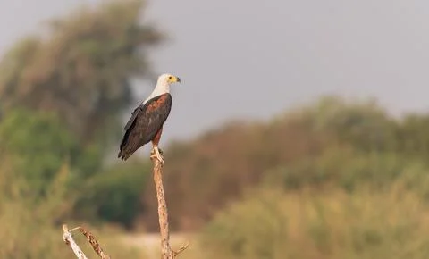 African Fish Eagle in a tree by the Zambezi river, Namibia, Africa Foto stock