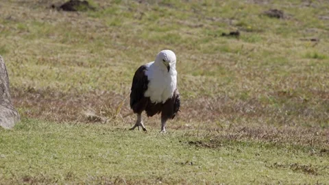 African fish eagle walking on the grass in nature Stock Footage 341956566