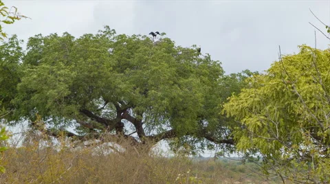 African Fish Eagles on Big Green Tree Stock Footage 67599102
