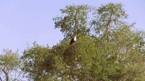 African Fish Eagles. Okavango Delta, Moremi National Park, Botswana. Stock Footage 130245210