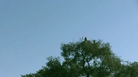 African Fish Eagles. Okavango Delta, Moremi National Park, Botswana. Stock Footage 130246134