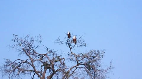 African Fish Eagles. Okavango Delta, Moremi National Park, Botswana. Stock Footage 130246377