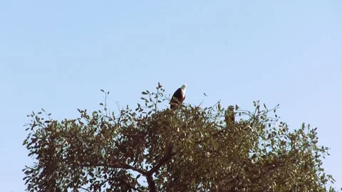 African Fish Eagles. Okavango Delta, Moremi National Park, Botswana. Stock Footage 130246659