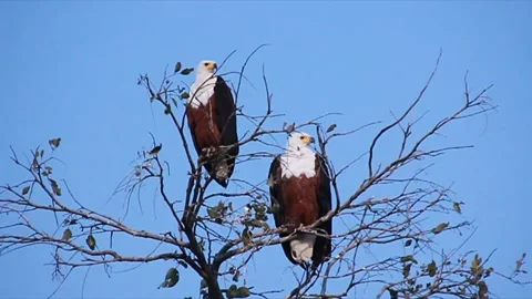 African Fish Eagles. Okavango Delta, Moremi National Park, Botswana. Stock Footage 130247042