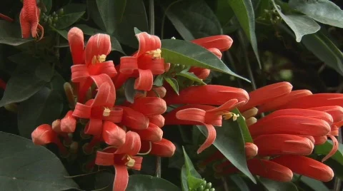 African flower Stock Footage 682438