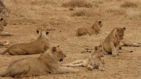 African Stockbeeldmateriaal 88515629