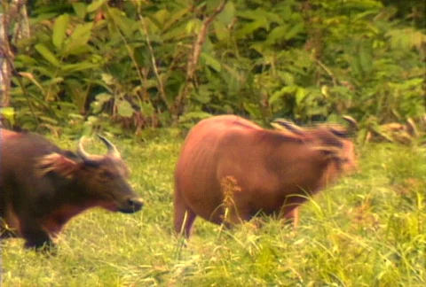 African Forest Buffalo Stock Footage 606944
