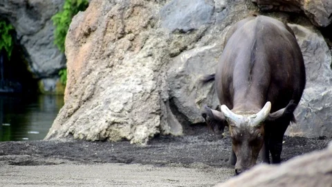 The African forest buffalo (Syncerus caffer nanus) Stock Footage 114956293