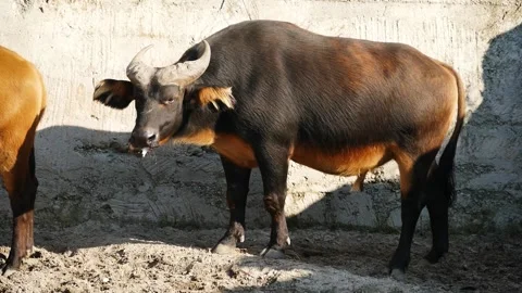 African forest buffalo (Syncerus caffer nanus) Stock Footage 175453343