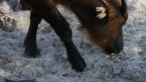 African forest buffalo (Syncerus caffer nanus) Stock-Footage 176330822