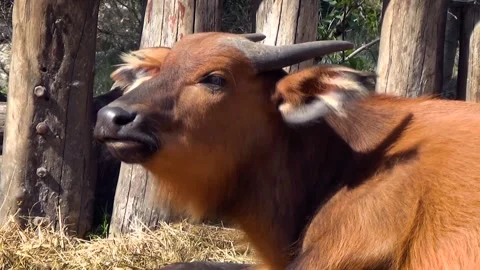 African forest buffalo (Syncerus caffer nanus) Stock Footage 259160574