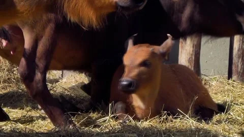 African forest buffalo (Syncerus caffer nanus) Stock Footage 259160612