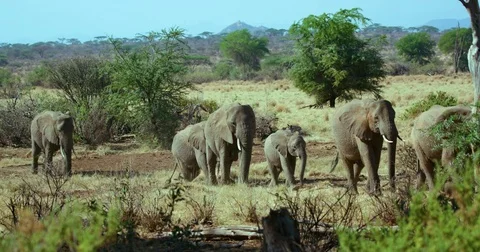 AFRICAN FOREST ELEPHANT SAMBURU KENYA AFRICA Stock-Footage 82584553