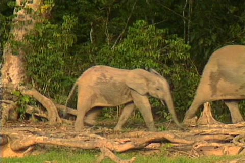African Forest Elephants 2 Stock Footage 488295