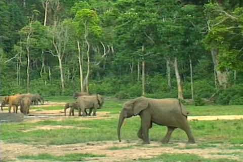 African Forest Elephants 3 Stock Footage 488985