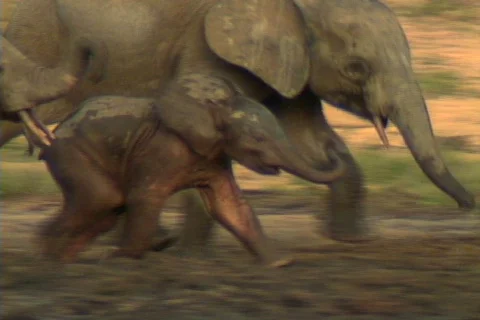 African Forest Elephants 5 Video stock 488968