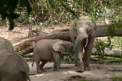 African Forest Elephants 7 Stock Footage 488973