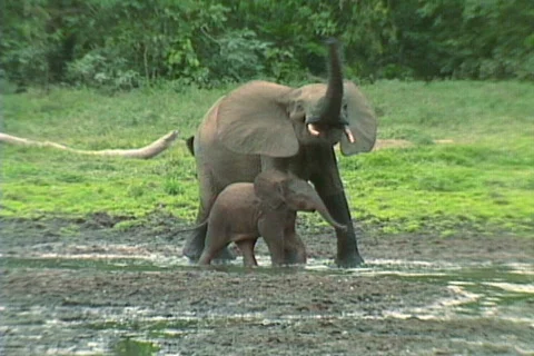 African Forest Elephants 8 Video stock 488980
