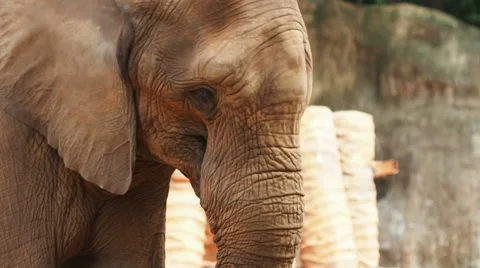 An African Forest Elephants. Stock Footage 57500070